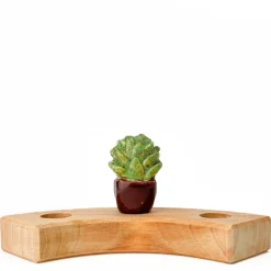 Klein dappertje Vetplantje steker