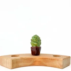 Klein dappertje Vetplantje steker